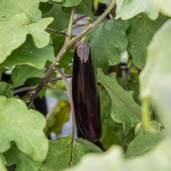 Eggplant Poamoho Dark Long - Organic