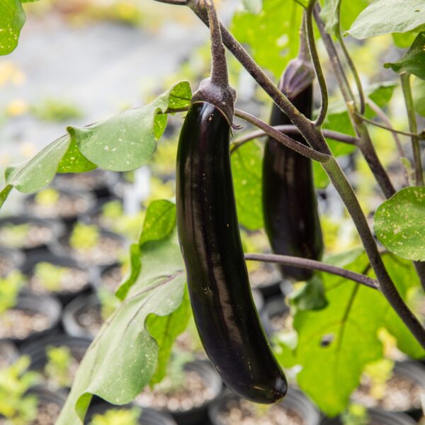 Eggplant Poamoho Dark Long - Organic
