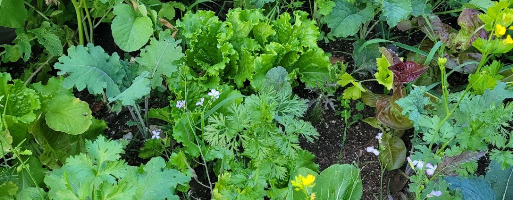 Les semis de fin d'été - Jardins de l'écoumène