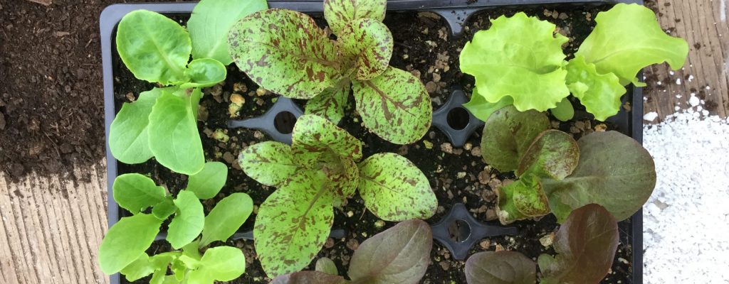 5 trucs pour réussir le transfert de vos plantes de l'extérieur à l' intérieur