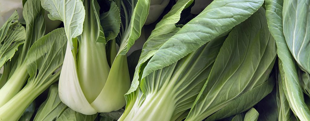 Shanghai bok choy Chinese cabbage - Organic