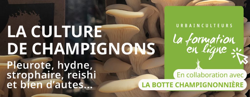 ÉCOUMÈNE champignons1