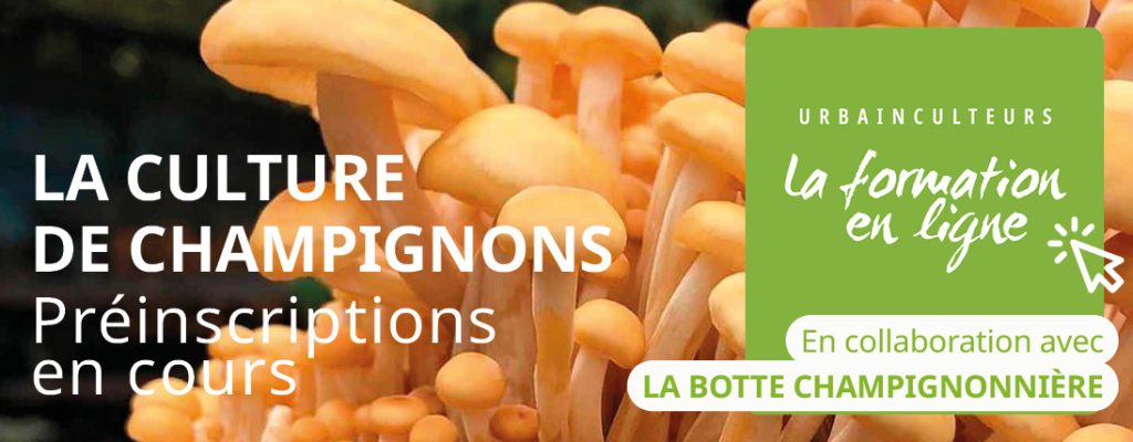 ÉCOUMÈNE Prélancement champignons 1