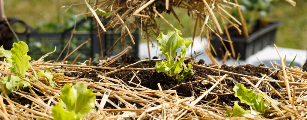 Sol d'un potager couvert d'un paillage entre ses rangs de salades.