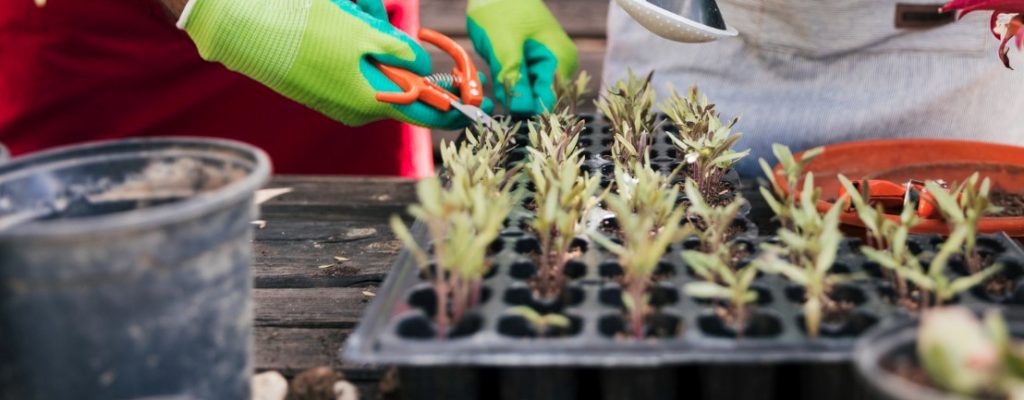 female-and-male-gardener-taking-care-of-seedlings-in-crate