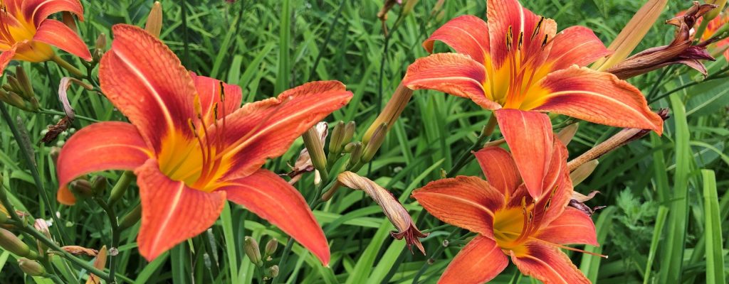 hemerocallis2