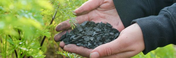 Biochar_img-7903