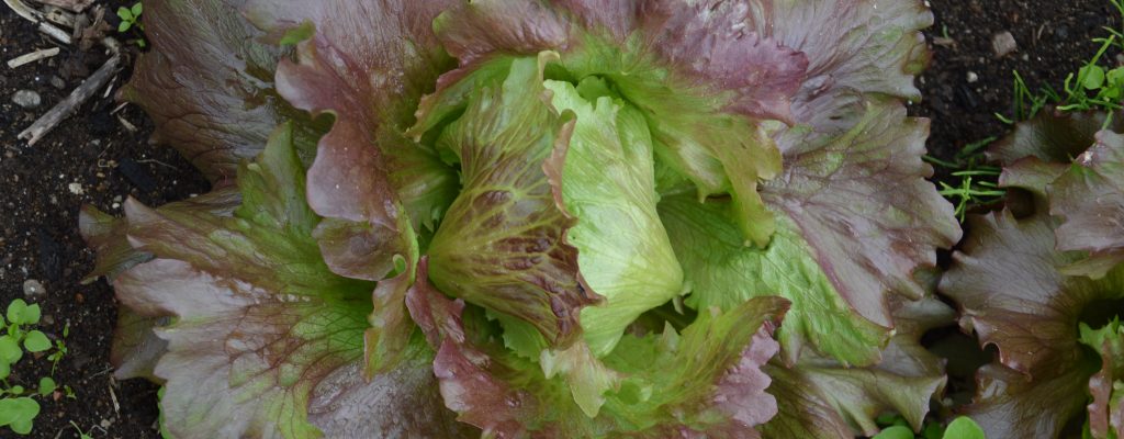 red iceberg lettuce2