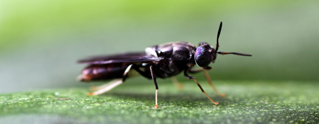 Mouche soldat courgette (1111 × 424 px)